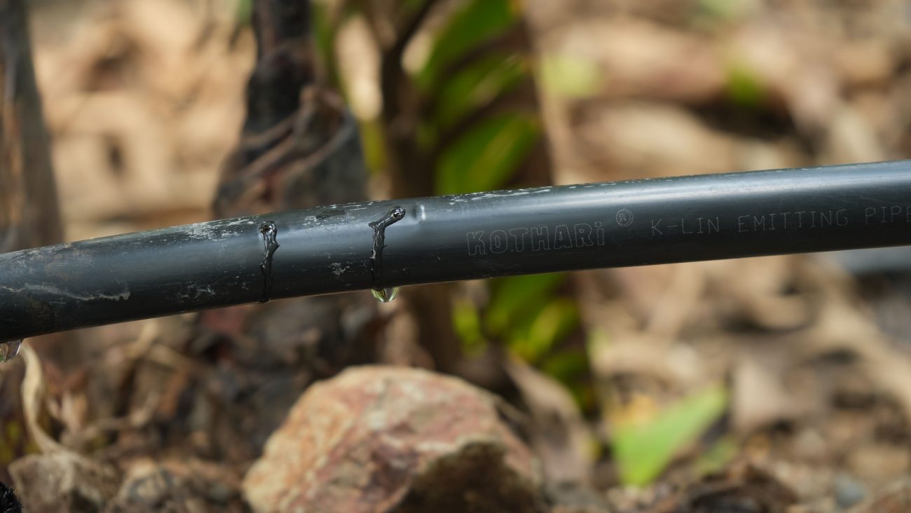 Drip irrigation for cotton farming