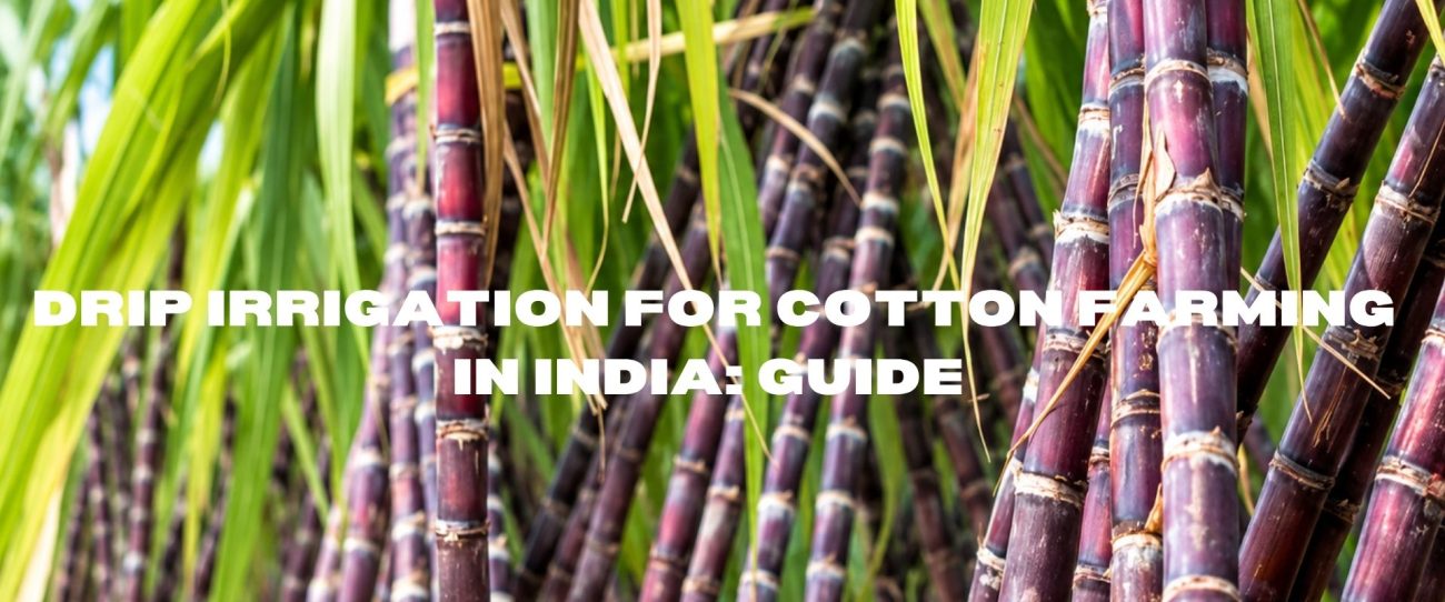 Drip irrigation for cotton farming