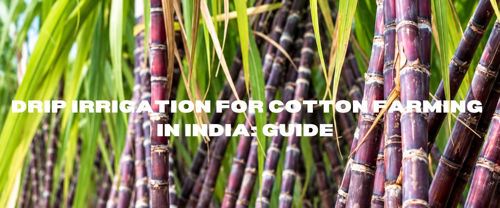 Drip Irrigation for Cotton Farming in India: A Complete Guide